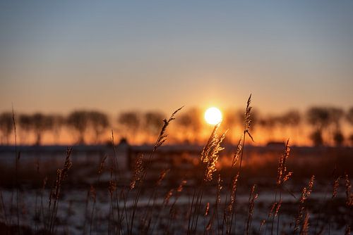Zonsopkomst tussen de bomen in Walcheren