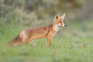 Jeune renard sur Menno Schaefer