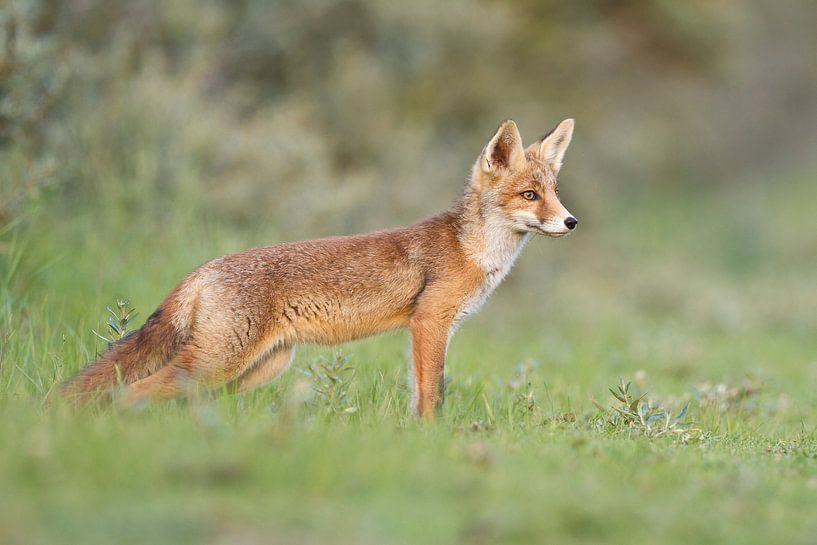 Junger Fuchs von Menno Schaefer