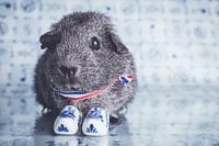 Little guinea pig