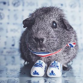 Little guinea pig von JBfotografie - jacindabakker.nl