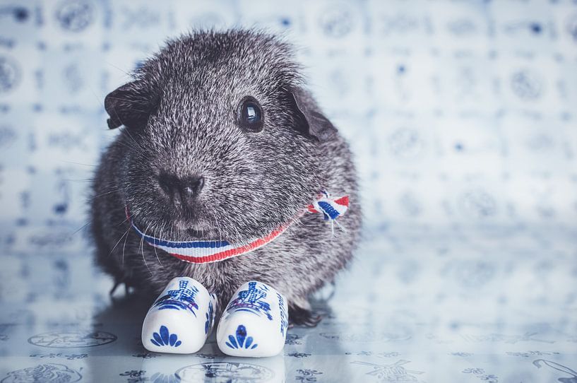 Little guinea pig von JBfotografie - jacindabakker.nl