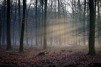 Foggy afternoon in the forest