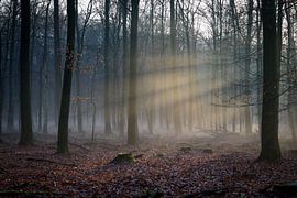 Nebliger Nachmittag im Wald von Debby Gelderloos