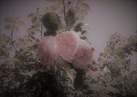 Rosen
