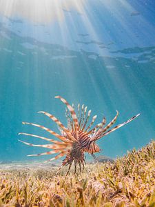 Rotfeuerfisch | Dahab, Ägypten