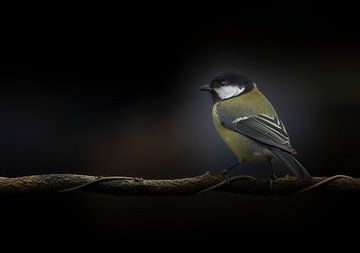 Mésange sur arnemoonsfotografie