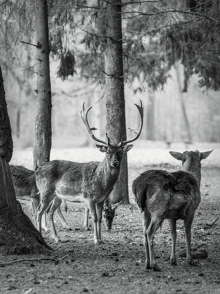 Kleine Hirsche Familie bemerkt Fotograf von Mart Houtman