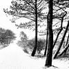 Winter op Terschelling (Klein Eldorado) sur Albert Wester Terschelling Photography