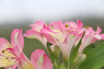 Wegdromende roze bloemen van Hannelore