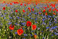 Veld met bloeiende klaprozen en korenbloemen