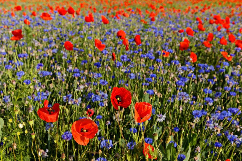 Field with flowering poppies and cornflowers by Alexander Ließ