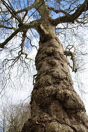 Vieil arbre dans les nuages
