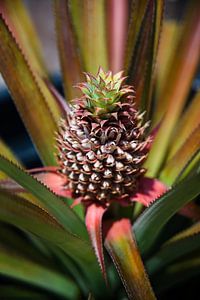Junge Ananas, die unter der tropischen Sonne wächst