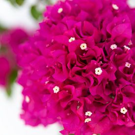 Bougainvillea van Annette Spaan