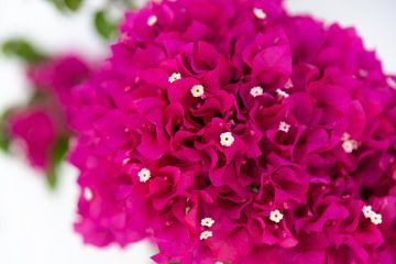 Bougainvillea by Annette Spaan