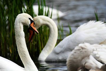 Witte zwanen by Martin van der Plas