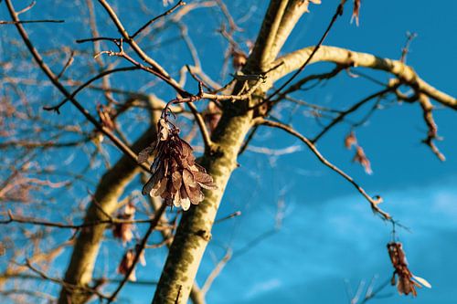 Winter light and impermanence