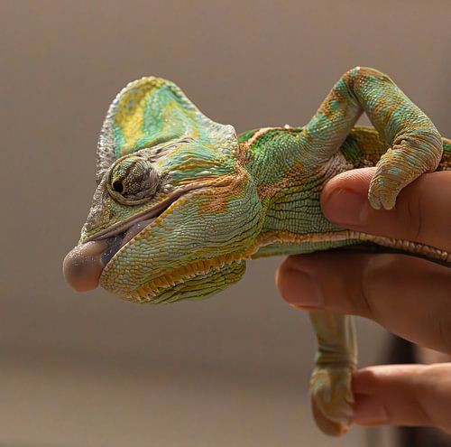 Chameleon Close-up - Vibrant colour palette