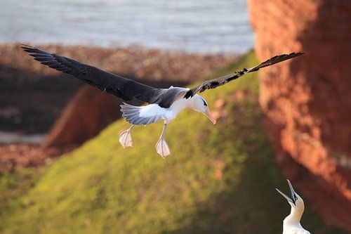Zwartgegroefde albatros ( Thalassarche melanophris ) of Mollymawk op het eiland Helgoland Duitsland