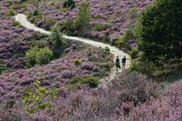 Walking the purple paradise
