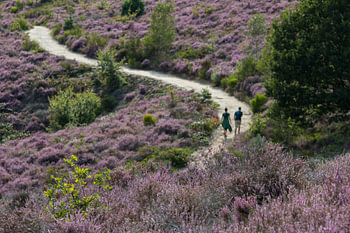 Walking the purple paradise
