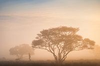 Mann mit Hund zwischen den Johannisbeerbäumen | Naturfotografie in den Niederlanden | Sonnenaufgang