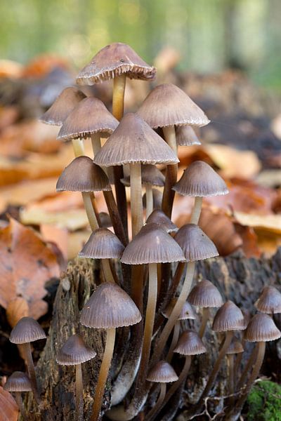 Paddenstoelen by W J Kok