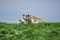 Sheep Texel by Texel360Fotografie Richard Heerschap thumbnail