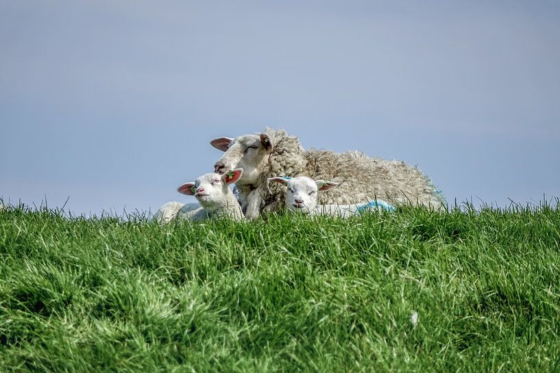 Schafe Texel von Texel360Fotografie Richard Heerschap