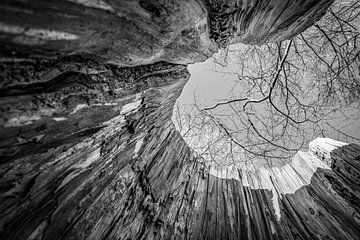 Trunk (from the inside) by Pierre Verhoeven