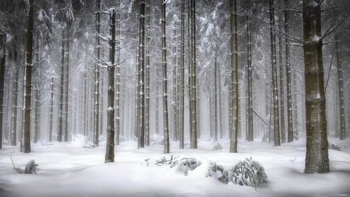 The perfect Silence by Wim Denijs