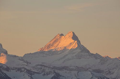 Zonsopgang op de Schreckhorn met alpengloren in de Berner Alpen