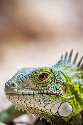 Leguaan