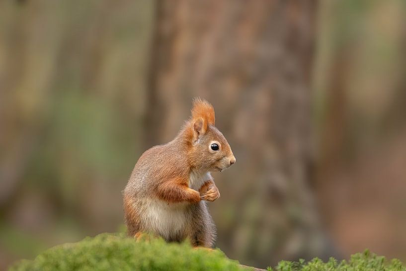 Écureuil dans la forêt par Tanja van Beuningen
