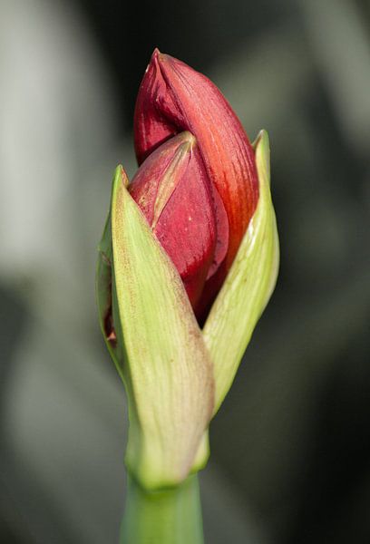 Ontluikende Amaryllis van Bob de Bruin