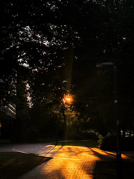 Arbre du soleil
