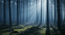Forest light magic - Mystical forest landscape as wall art