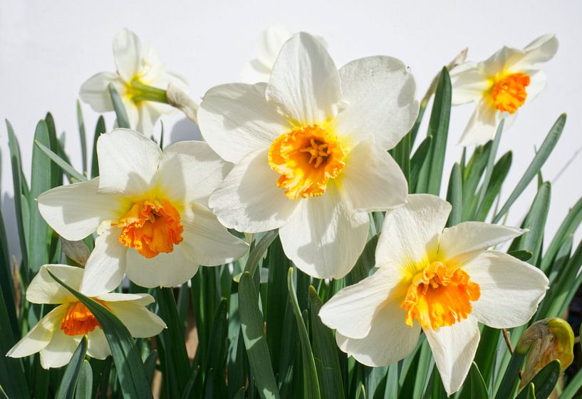 Witte narcisbloem van Iris Holzer Richardson