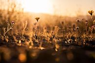 Wildflowers in the evening sun by José IJedema thumbnail