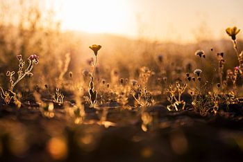 Verlichte wilde bloemen in de avondzon