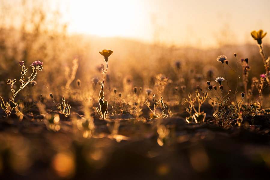 Wildflowers in the evening sun
