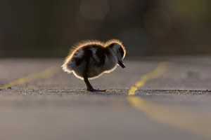 Baby-Nilgans