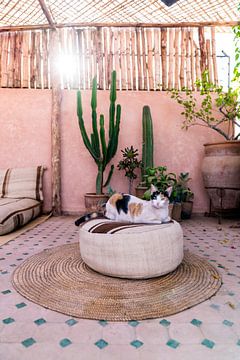 cat on a pink roof terrace by Roos van Leeuwen