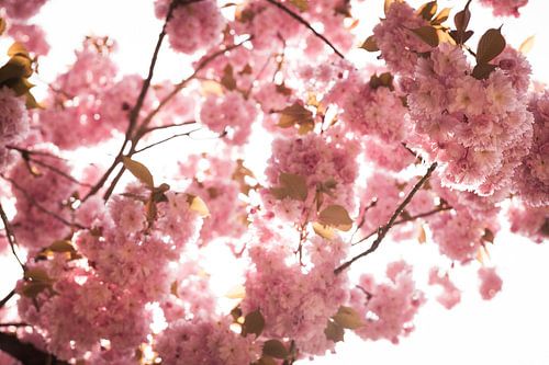 Le printemps en fleurs : des fleurs d'un rose tendre sur fond de ciel