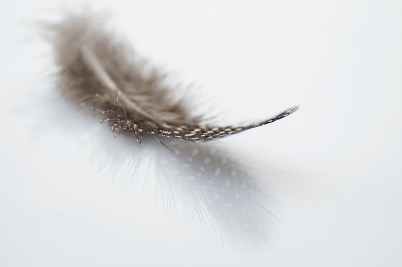 Feder 2 von Birgitte Bergman