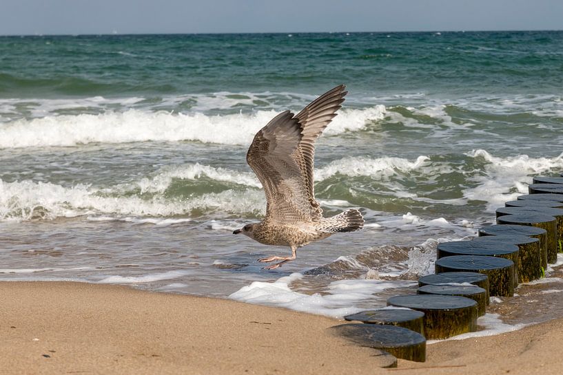 Brown Herring Gull by Hans-Jürgen Janda