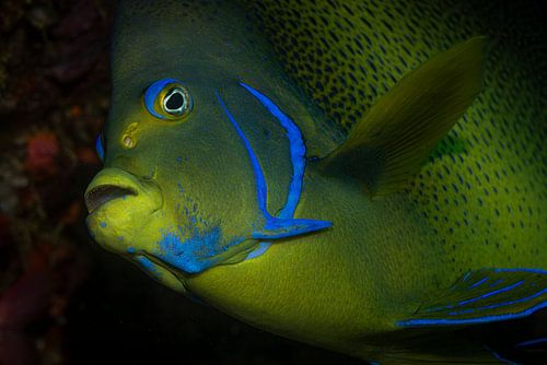 Fish @ Komodo, Indonesia