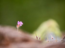Robertswurz, winzige rosa Blüte auf einem Felsen