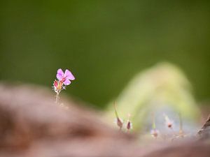 Robertswurz, winzige rosa Blüte auf einem Felsen